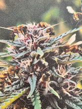 Cargar imagen en el visor de la galería, Lija Alakin Colmena Weed